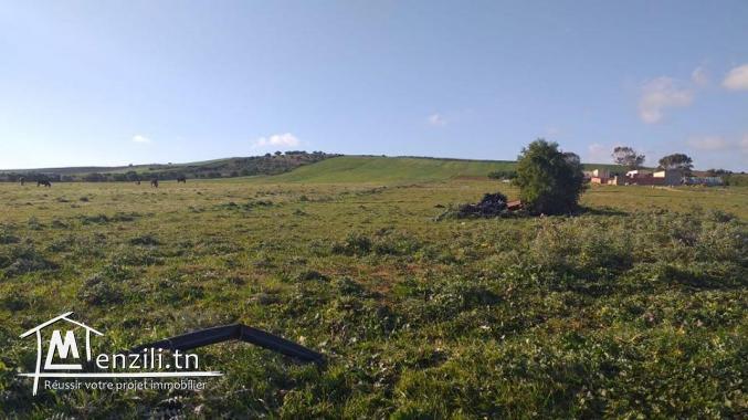4 hectare à Tamzrat sur la route principale ‼️