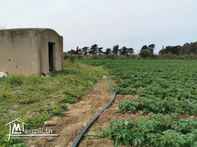 terrain agricole 21540 m² à haret chouara dar allouch