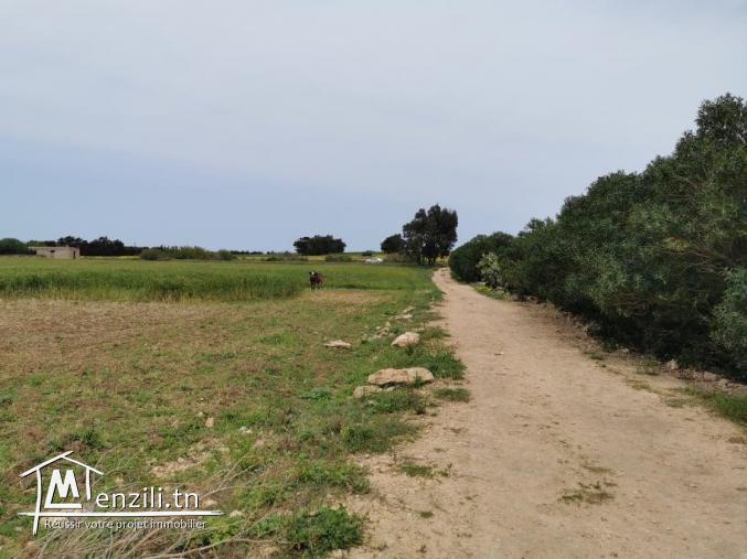 terrain agricole 21540 m² à haret chouara dar allouch