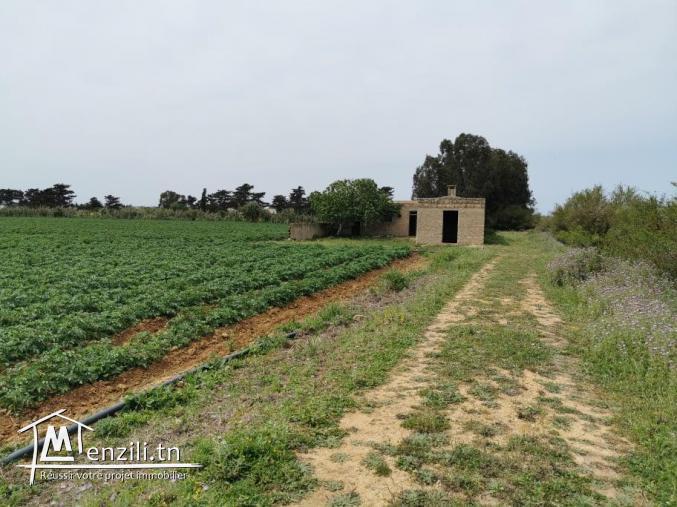 terrain agricole 21540 m² à haret chouara dar allouch