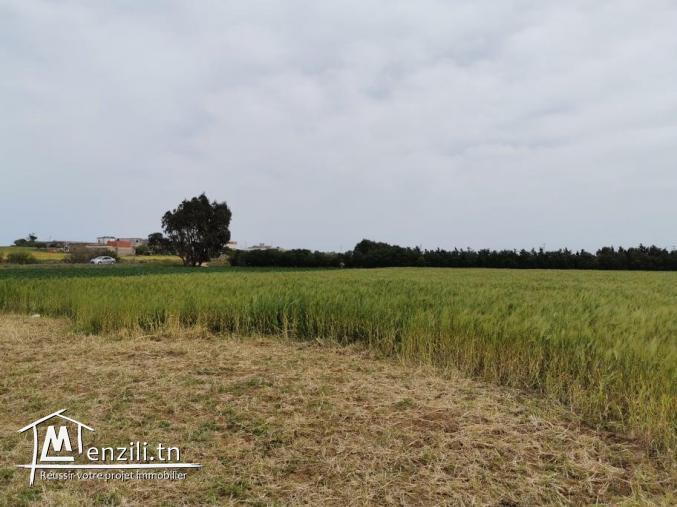 terrain agricole 21540 m² à haret chouara dar allouch