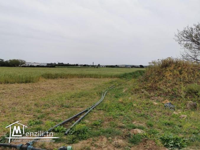 terrain agricole 21540 m² à haret chouara dar allouch