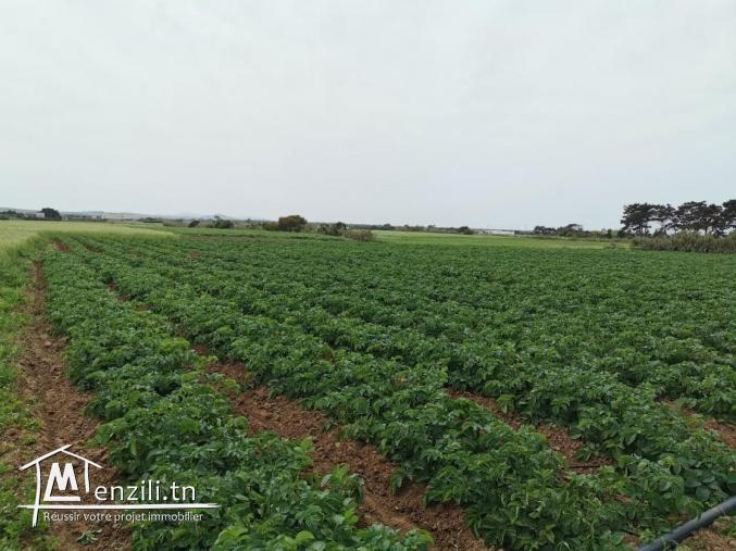 terrain agricole 21540 m² à haret chouara dar allouch