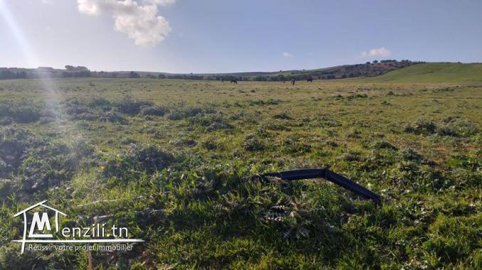 A vendre 4 hectares à tamzrat kelibia 