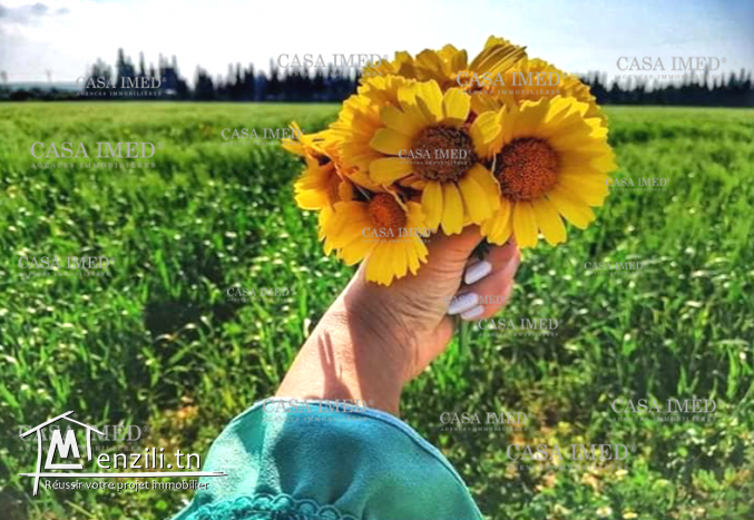 terrain en plein nature