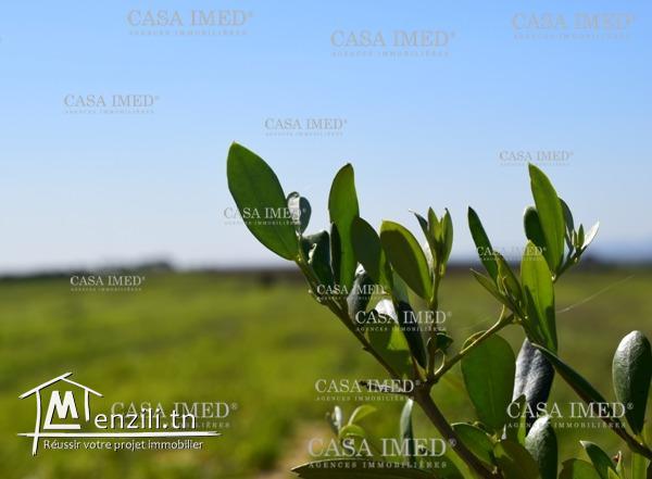 terrain 6 km a keibia 250 m² a 12000dt