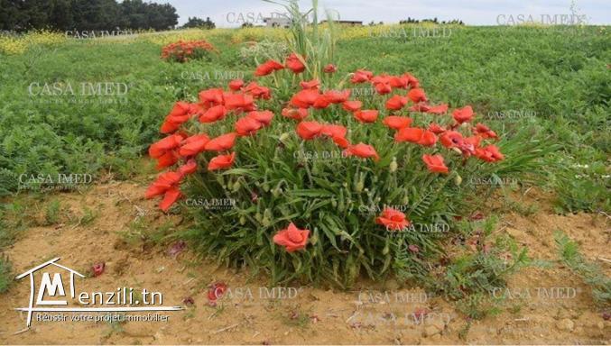 أرض للبيع بسوم مرفق