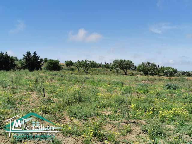 terrain 1000 m² à tahert kelibia