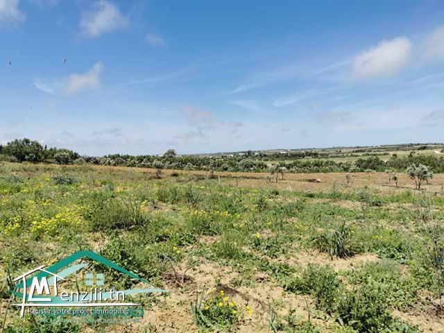 terrain 1000 m² à tahert kelibia