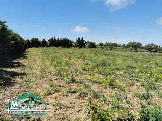 terrain 1000 m² à tahert kelibia