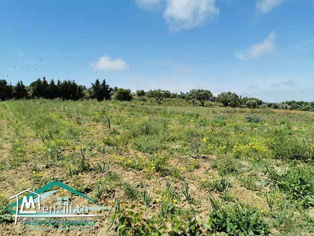 terrain 1000 m² à tahert kelibia