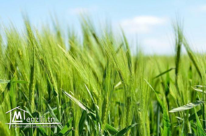 Terrain à vendre Gammarth forêt