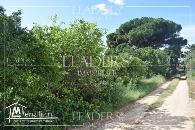 AV un terrain Birbouregba Hammamet