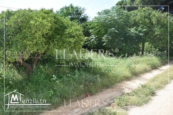 AV un terrain Birbouregba Hammamet