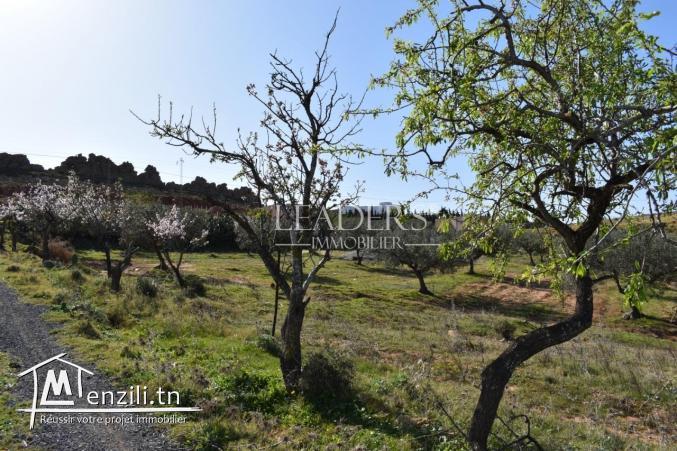 AV un terrain  à Hammamet sud (el monchar)