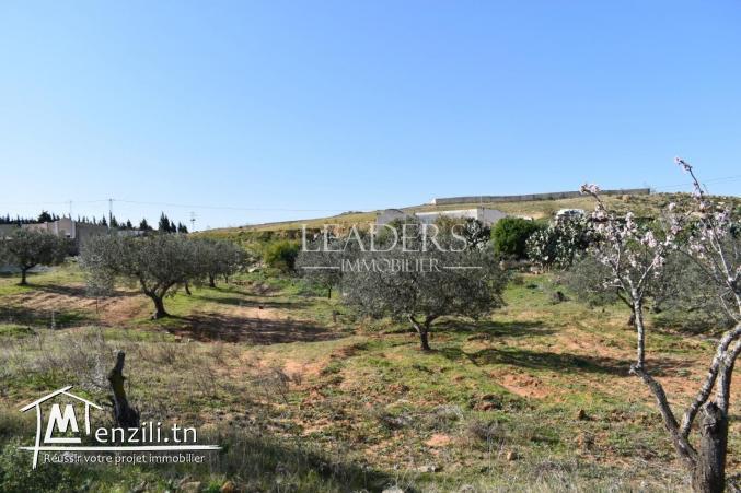 AV un terrain  à Hammamet sud (el monchar)