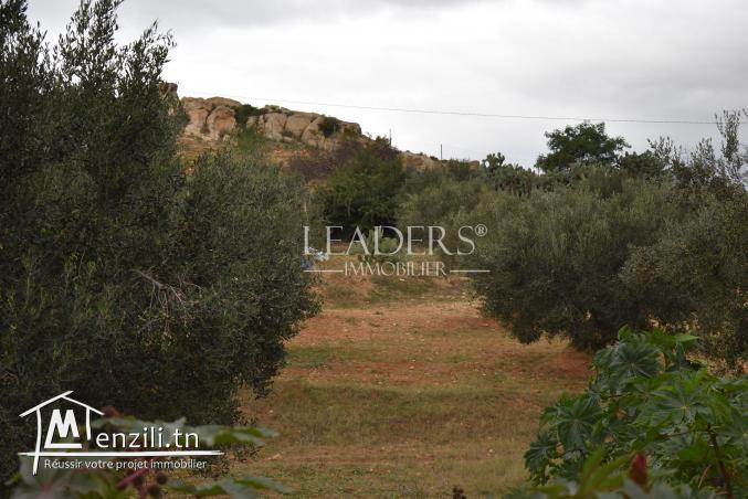 AV un terrain El monchar Hammamet