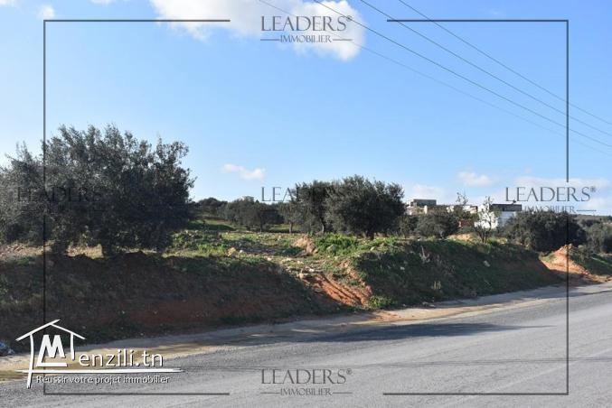 AV un terrain terrain situé à sidi Hamed Hammamet