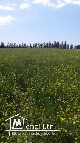 un grand terrain agricole plus de 3,5 hect