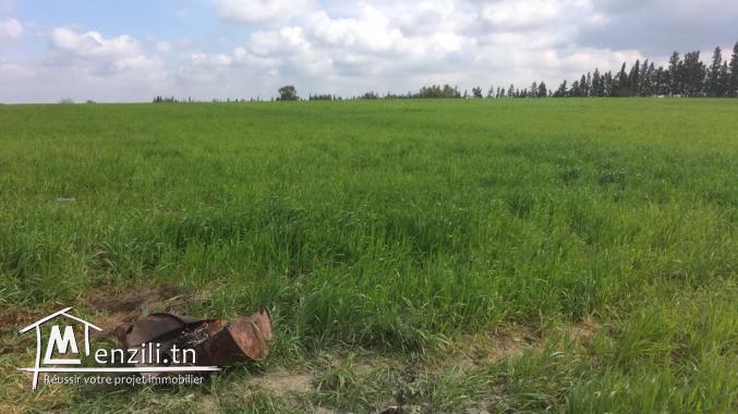 un grand terrain agricole plus de 3,5 hect