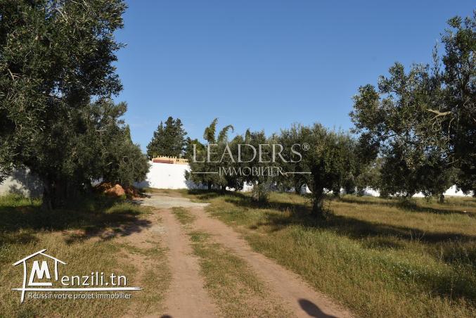 AV un terrain situés à Craxi Hammamet.