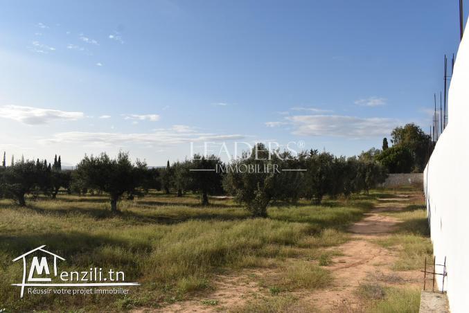 AV un terrain situés à Craxi Hammamet.