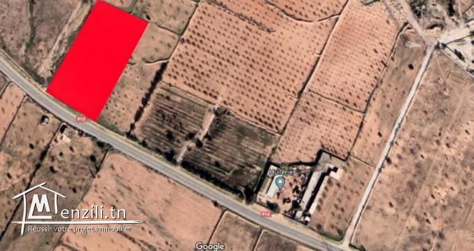 أرض مشجرة للبيع بطريق منزل شاكر.