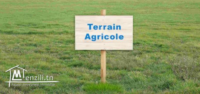 Terrain agricole ou habitation