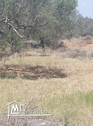 Terrain a Chatt mariem Tantana