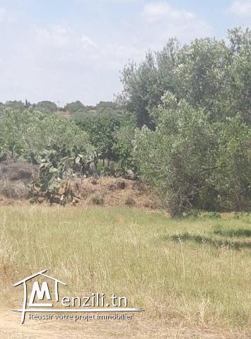 Terrain a Chatt mariem Tantana