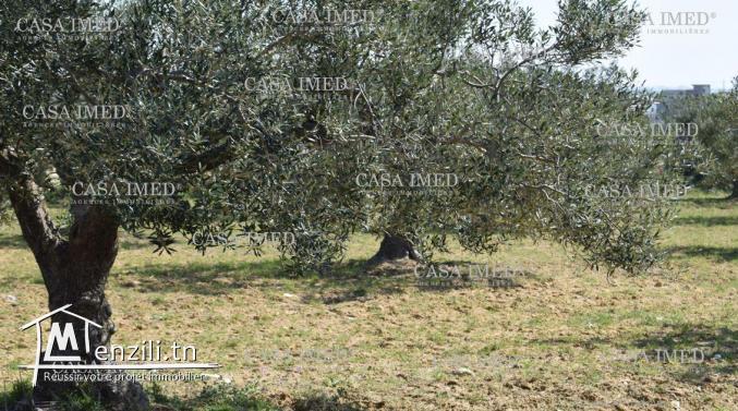 terrain a vendre de 5000 m2