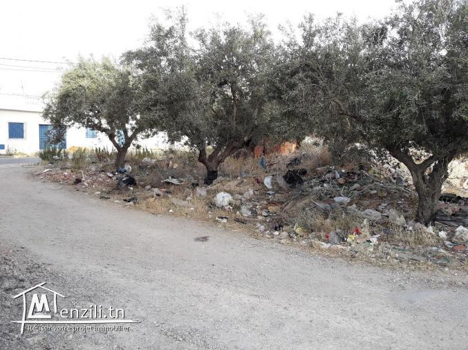 A vendre un terrain á Birine (98595250)