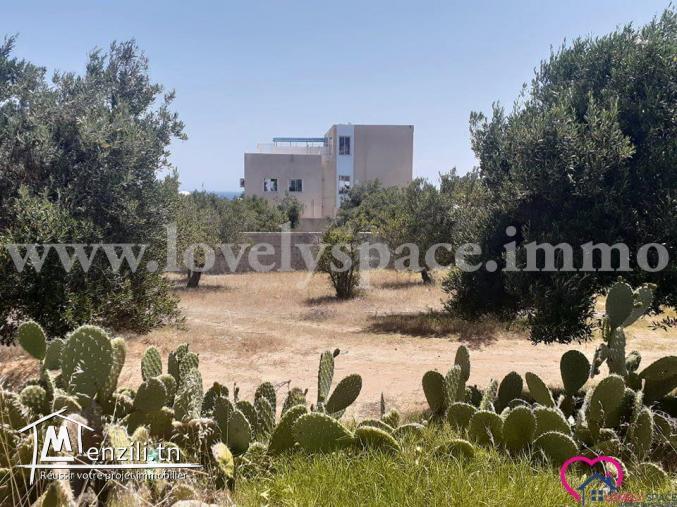 a vendre un terrain a hammamet nord route mrezga