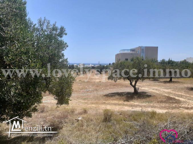 a vendre un terrain a hammamet nord route mrezga