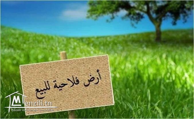 terrain agricole gafsa أرض فلاحية