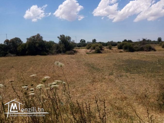 un superbe terrain de 7000 m² à kalaat l’andalous