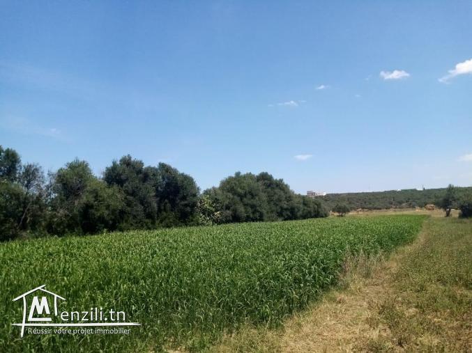 un superbe terrain de 7000 m² à kalaat l’andalous