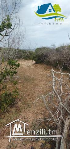 terrain pieds dans l'eau à kerkouene