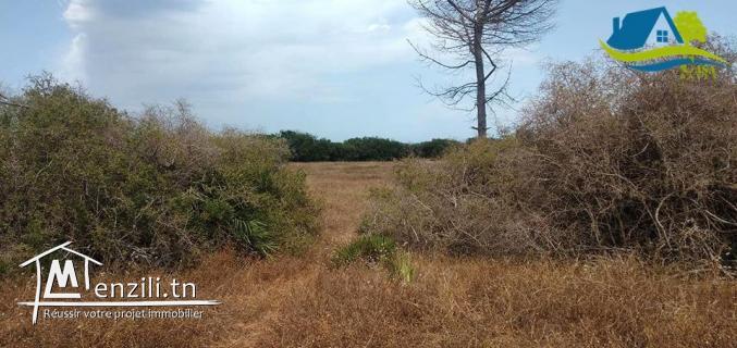 terrain pieds dans l'eau à kerkouene