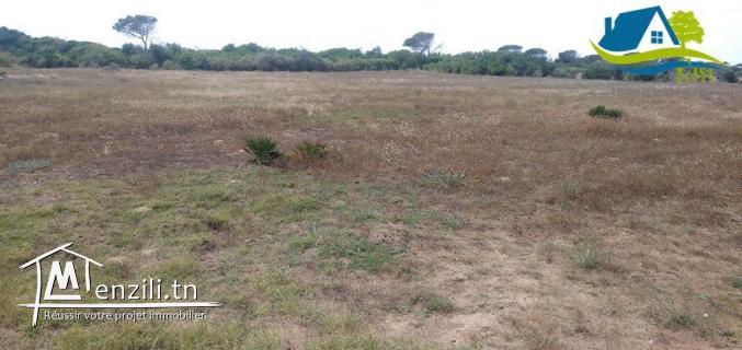 terrain pieds dans l'eau à kerkouene