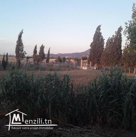 سانية للبيع في نعسان