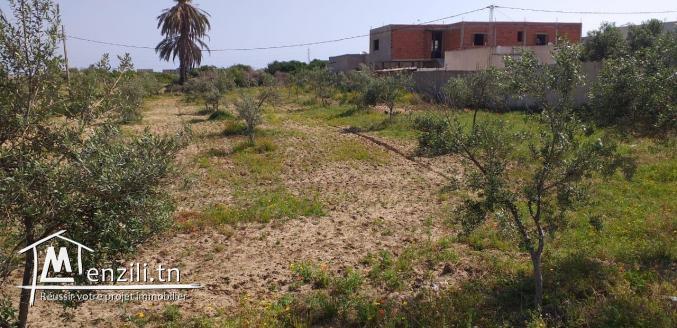 un superbe terrain de 580 m²   à chotrana 1