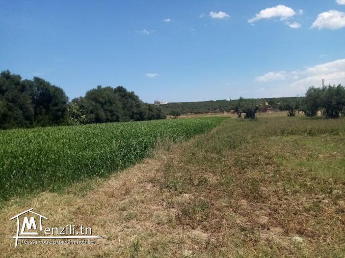 un superbe terrain de 7000 m²  à  kalaat l’andalous