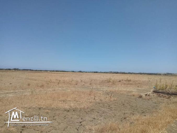 أرض مساحتها 32 هكتار في الهوارية