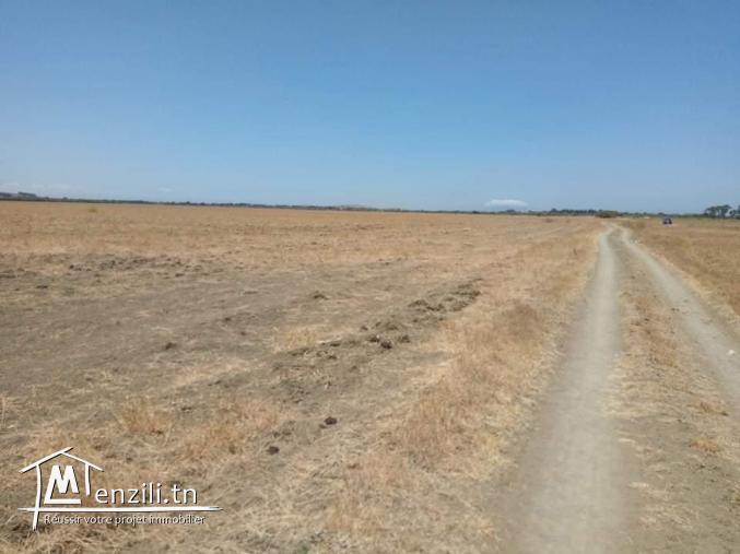 أرض مساحتها 32 هكتار في الهوارية