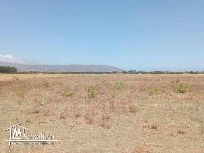 أرض مساحتها 32 هكتار في الهوارية