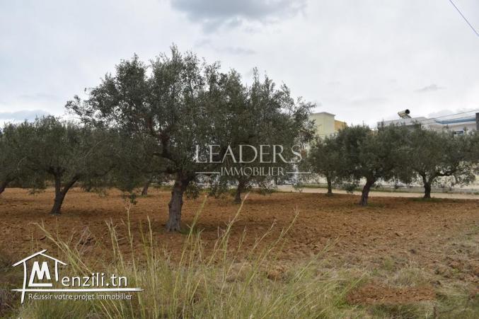 terrain à vendre à chott meriem de 1500 m²