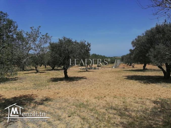 Un  terrain a vendre  a 2km de  CHOTT_MARIEM SOUSSE