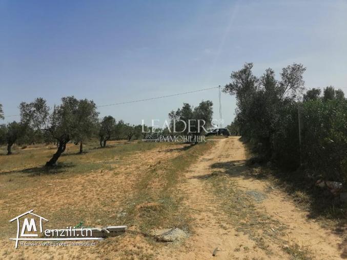 Un  terrain a vendre  a 2km de  CHOTT_MARIEM SOUSSE