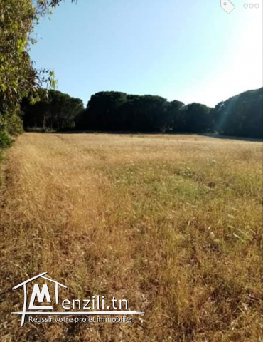 terrain de 8300 m2 a vendre a El Hawaria